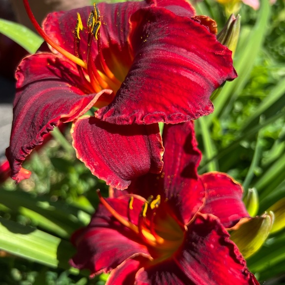 Meet your Posher, Andrea jameson - Picture 15 of 16